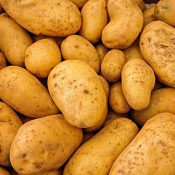 Patates Alerjisi